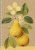 Spirálfüzet, A5, sima, 96 lap, SHKOLYARYK "We Grow", vegyes
